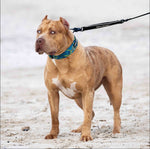 Bestia Dog Sport GripPro Print Collar | Blue & Green