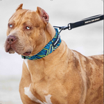 Bestia Dog Sport GripPro Print Collar | Blue & Green