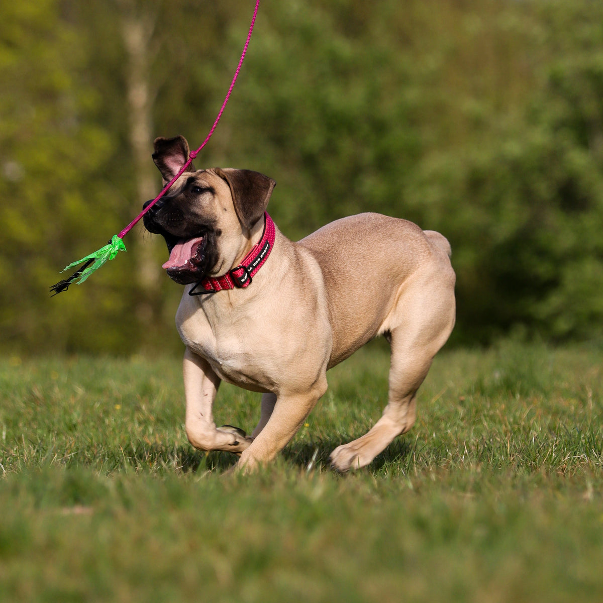 Bestia Dog Sport GripPro Print Collar | Pink