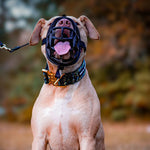 Bestia Dog Sport GripPro Print Collar | Gold
