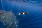 Sublue Navbow+ Underwater Scooter