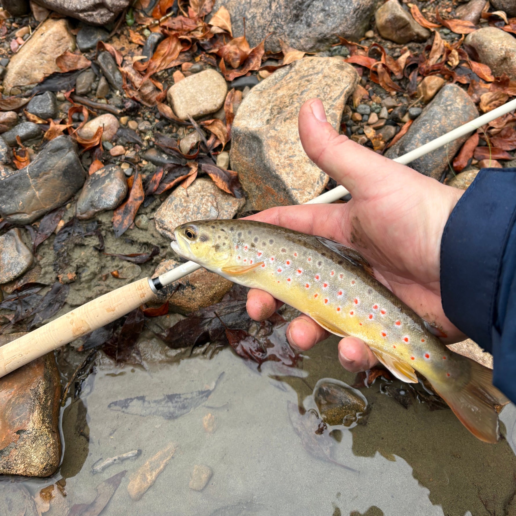MothRod Tenkara Fishing Rod