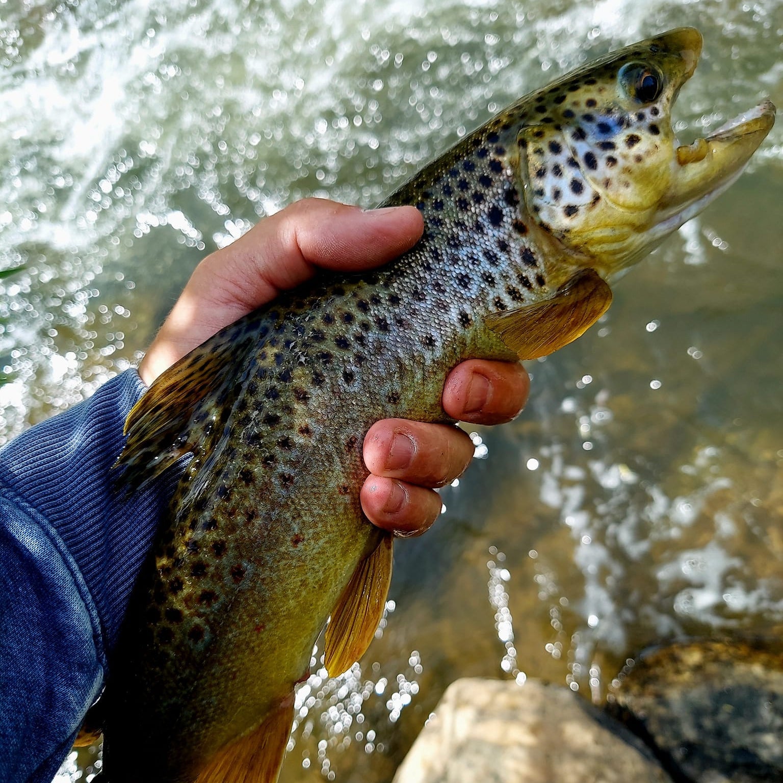 Command Force Spinning Rod