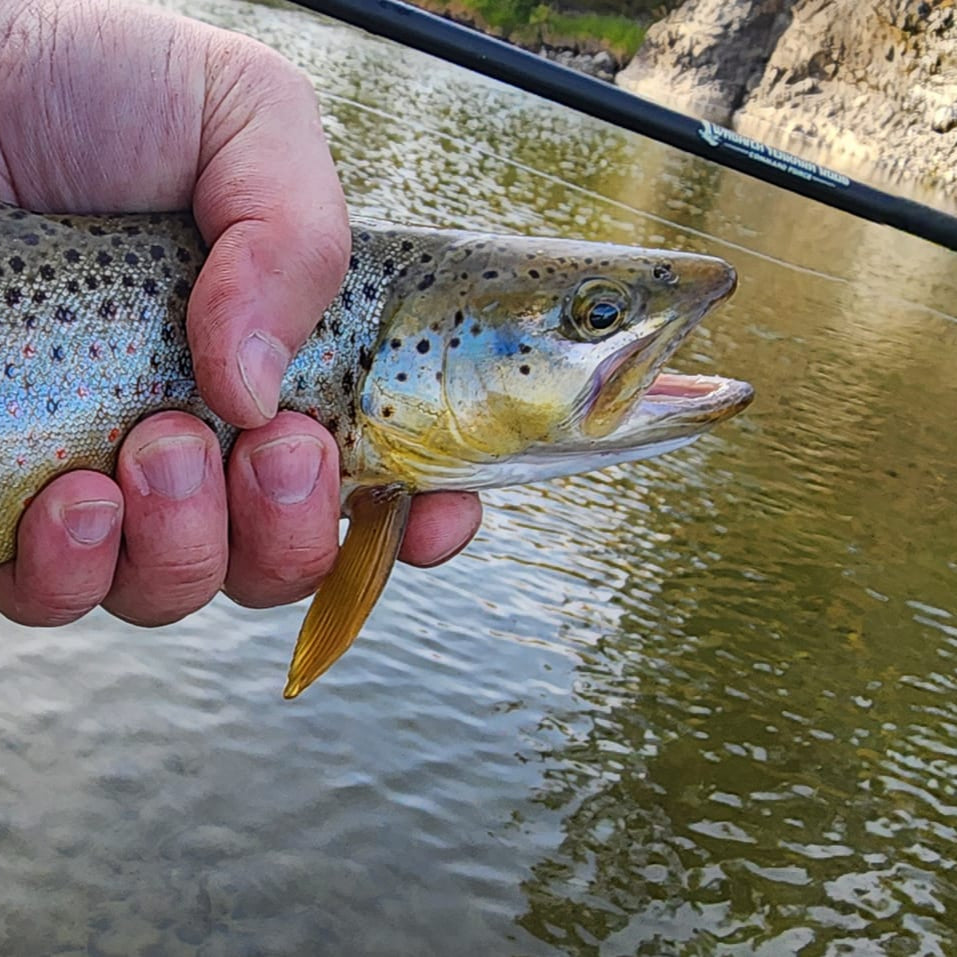 Command Force Spinning Rod