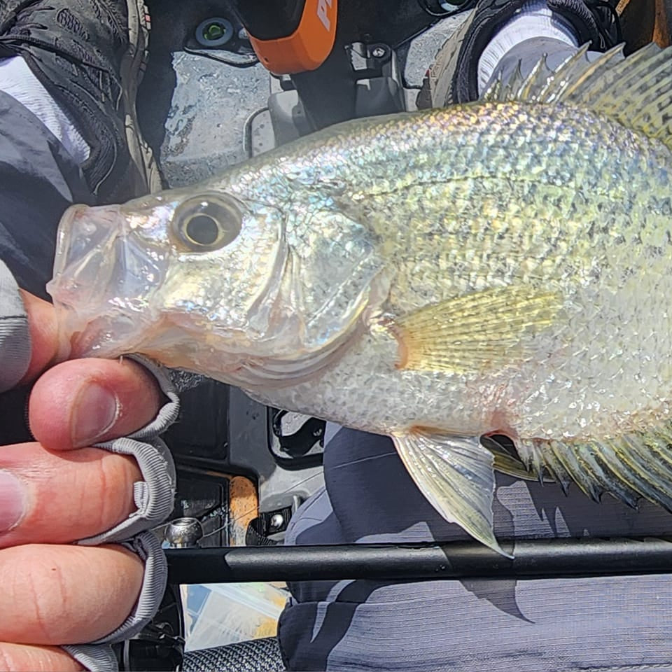 Command Force Spinning Rod
