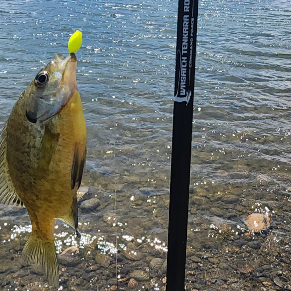 Command Force Spinning Rod