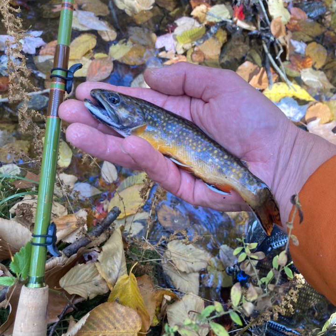 "Baby" RodZilla Fishing Rod