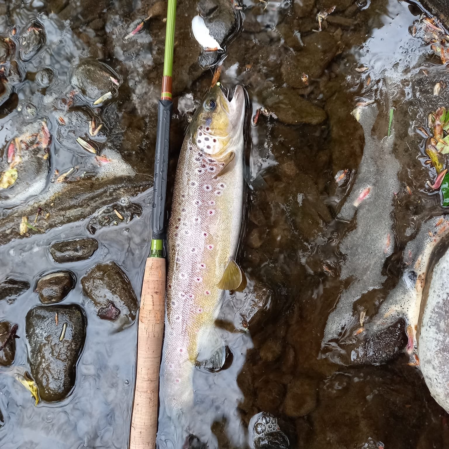 "Baby" RodZilla Fishing Rod
