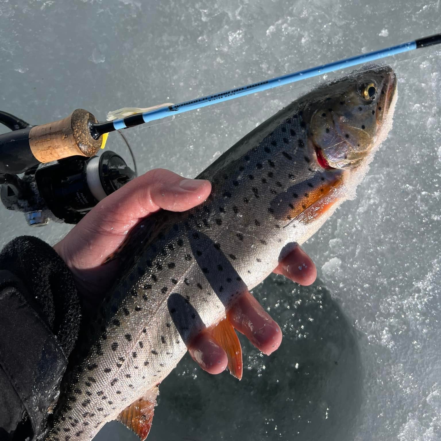 Winterhawk Ice Fishing Rod