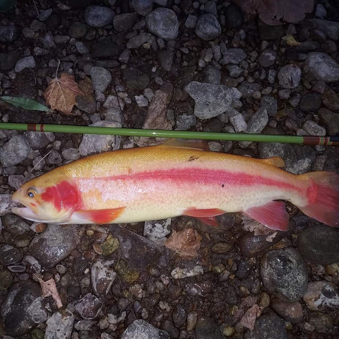 "Baby" RodZilla Fishing Rod