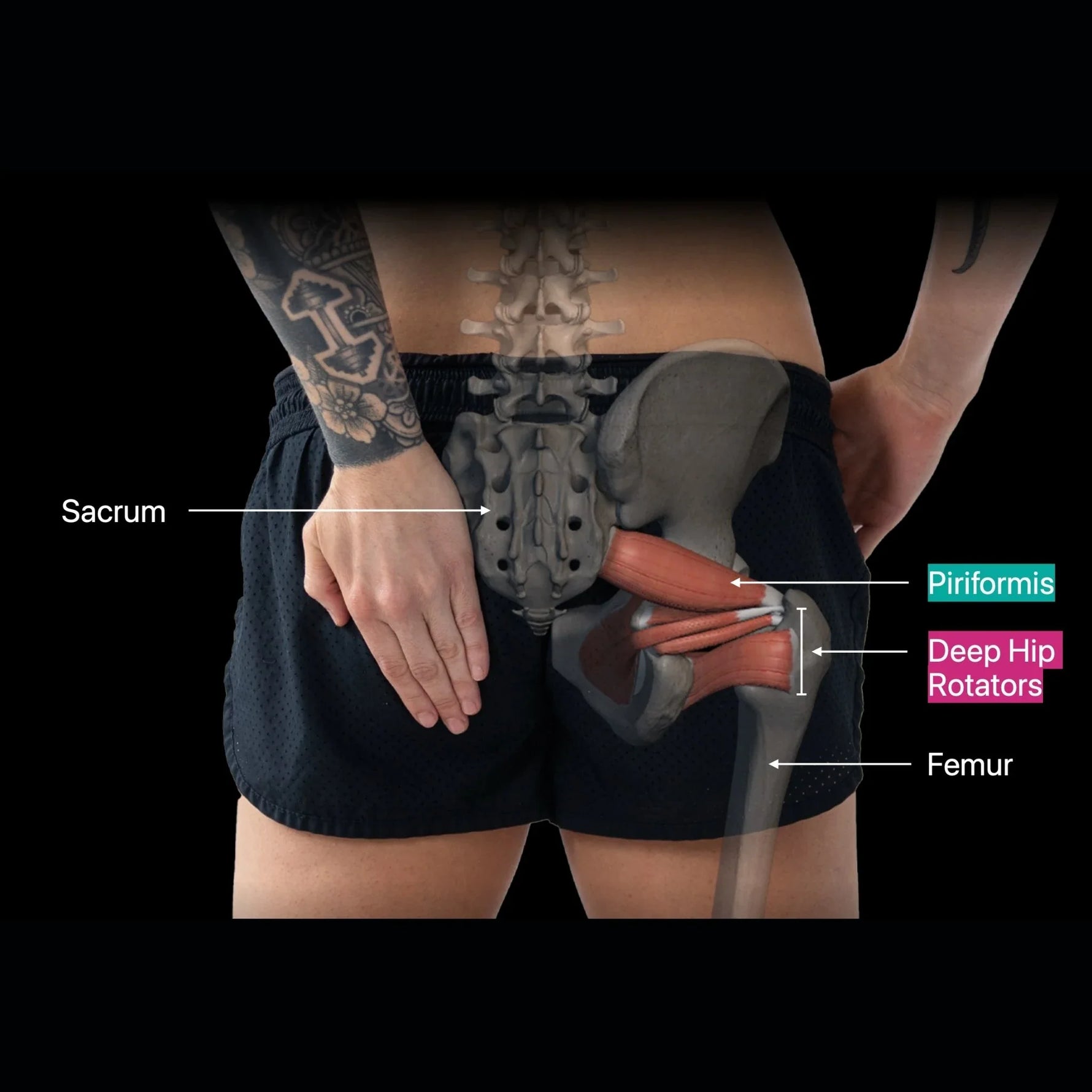 Orbit® 4" Muscle Therapy Ball