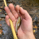 Hankyu Middle Fork Fishing Rod