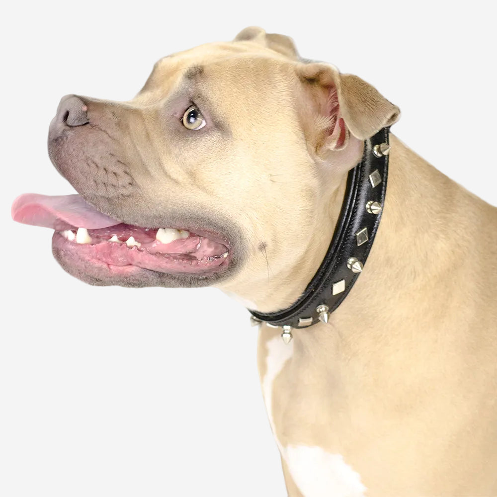 Derby Dog Designer Series USA Leather Spikes and Diamond Padded Dog Collar