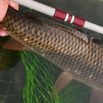 Daikyu T-Hunter Fishing Rod