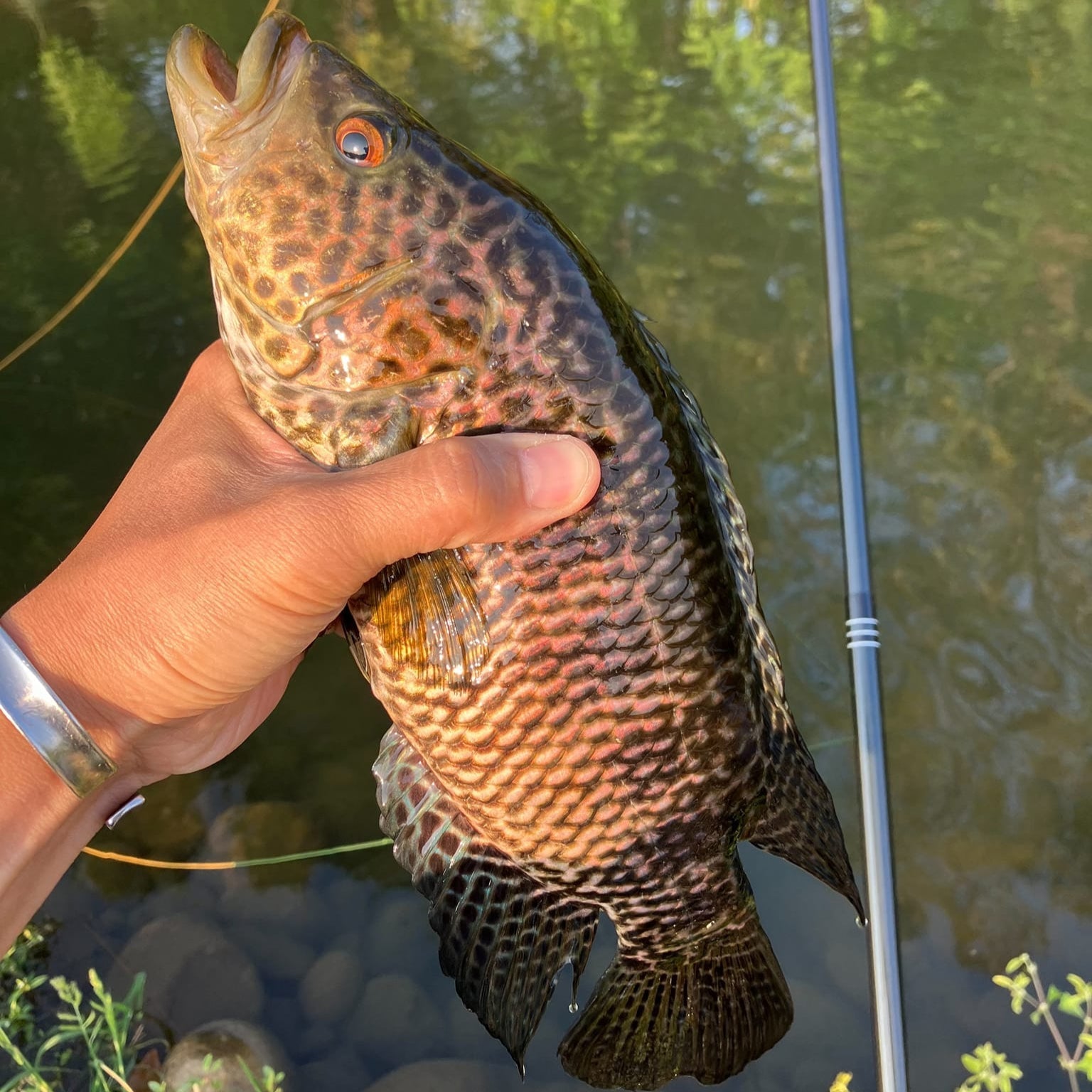 RodZilla Fishing Rod