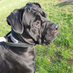 BESTIA DOG SPORT HANDLE COLLAR