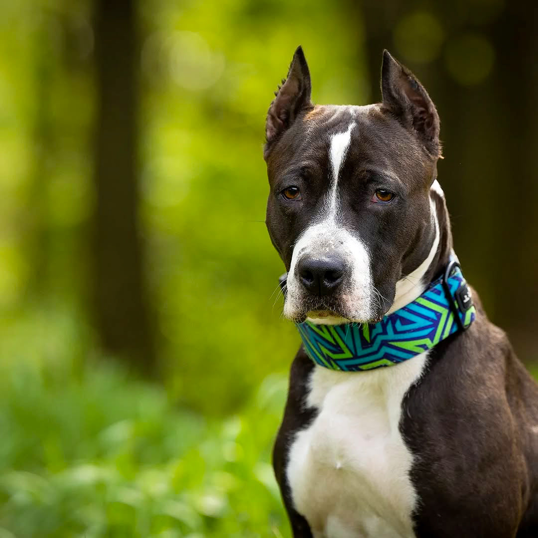 Bestia Dog Sport GripPro Print Collar | Blue & Green