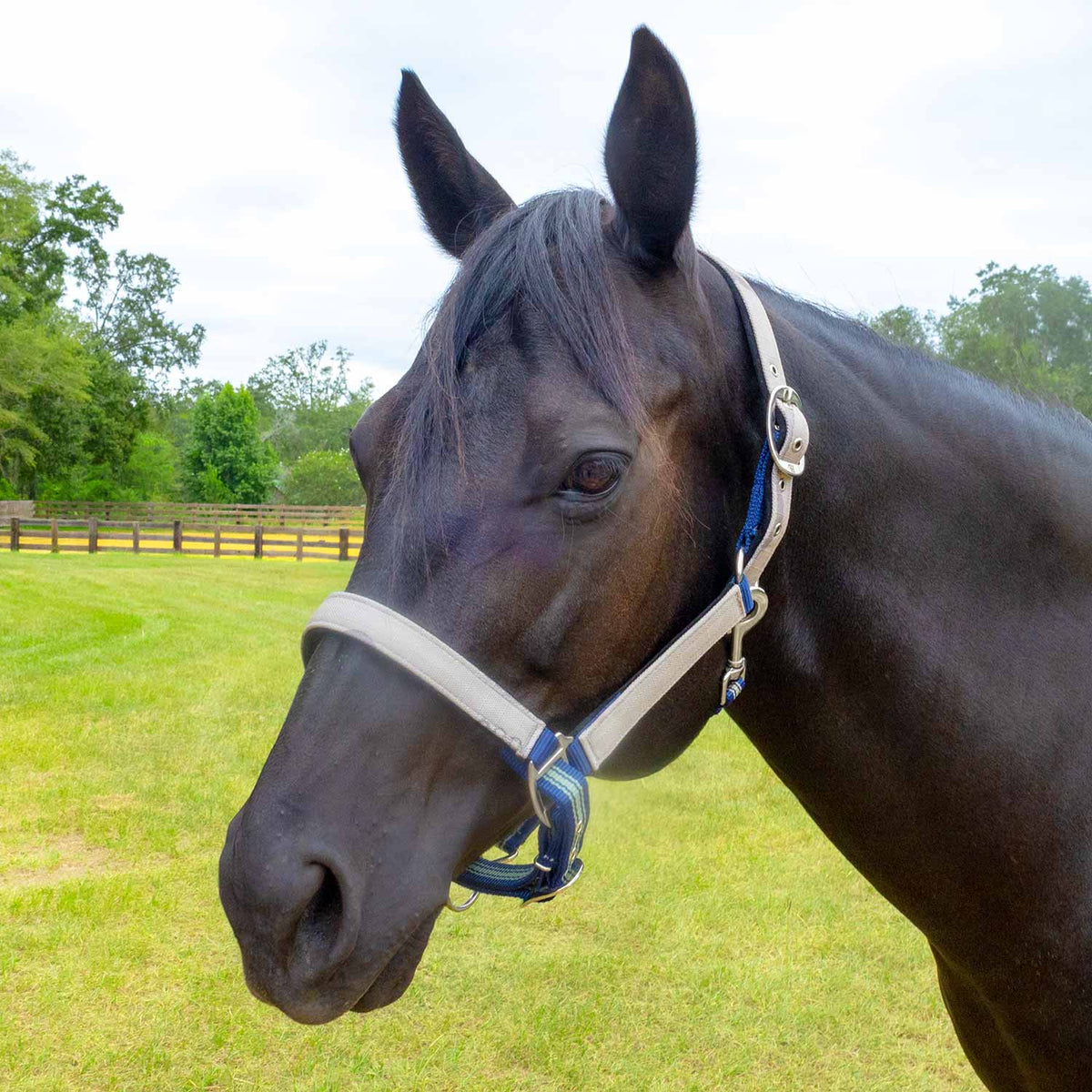 Jeffers Matching Horse Halter & Lead Rope 2-Piece Set | Full Size
