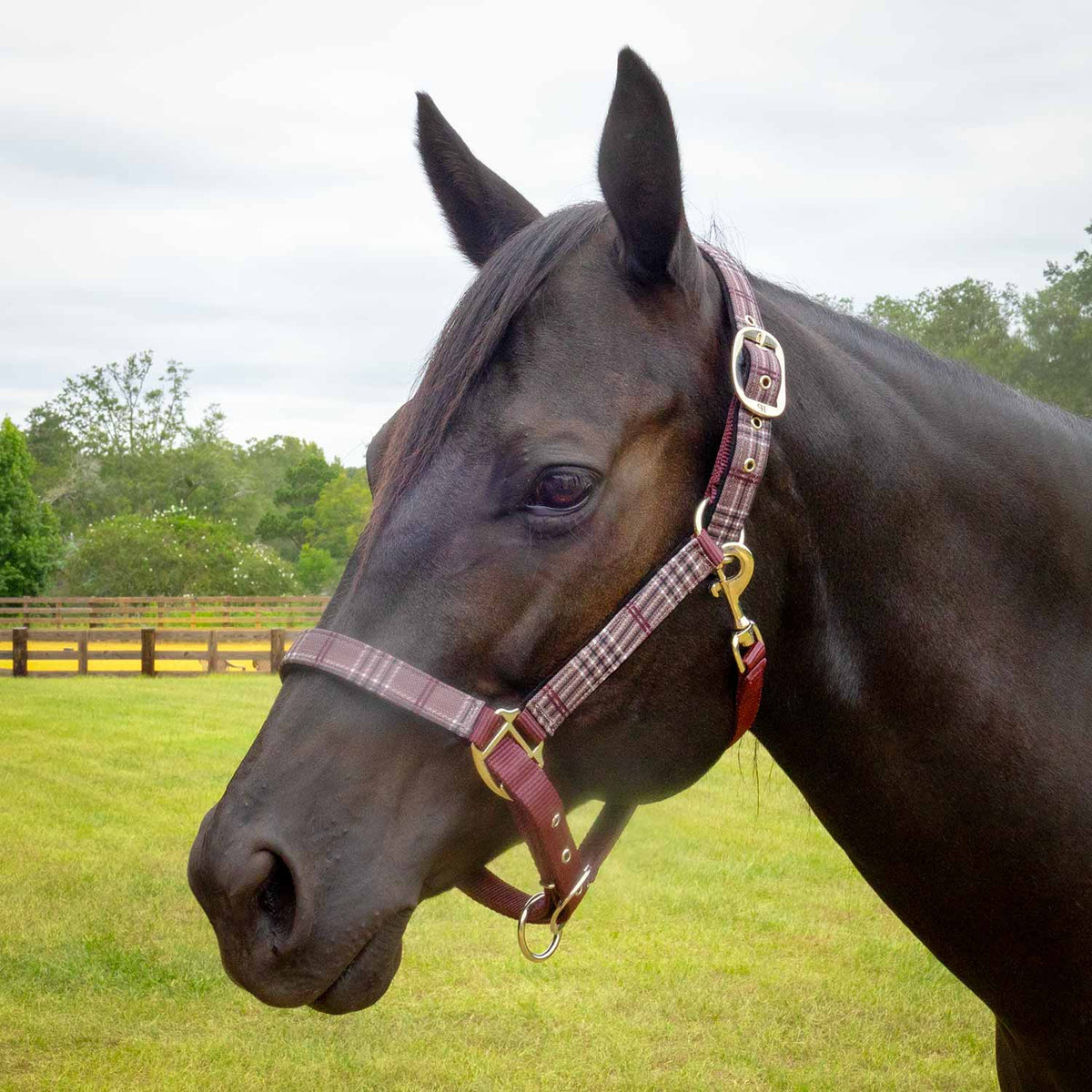 Jeffers Matching Horse Halter & Lead Rope 2-Piece Set | Full Size