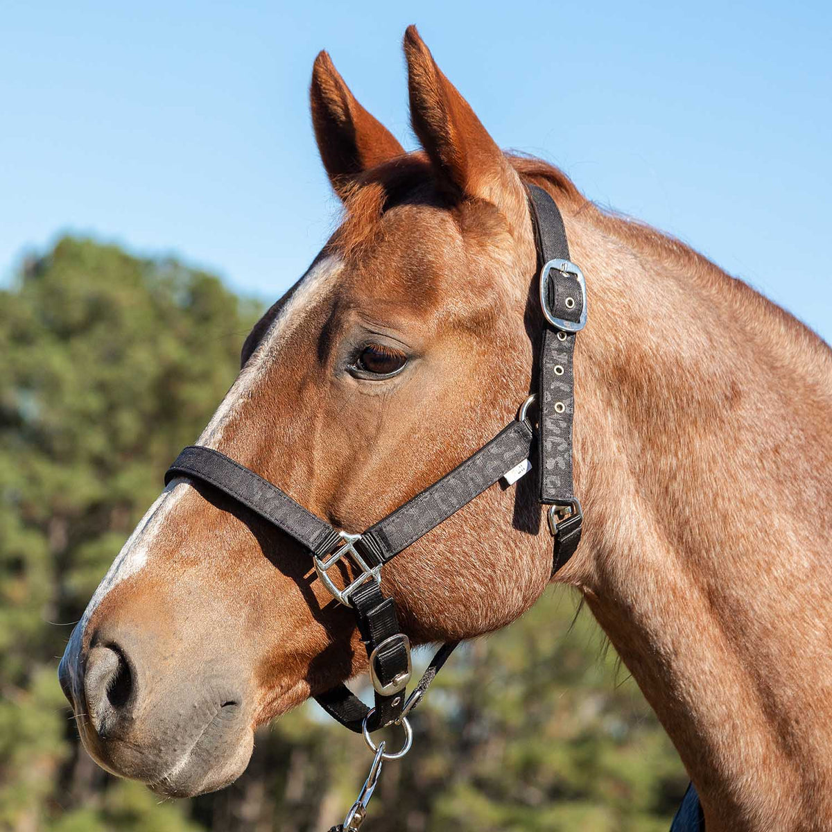 Jeffers Matching Horse Halter & Lead Rope 2-Piece Set | Full Size