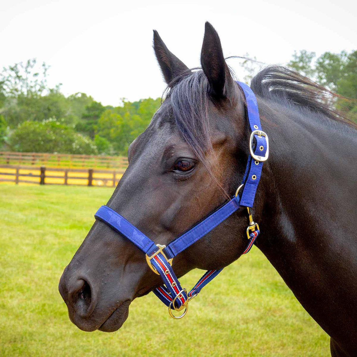 Jeffers Matching Horse Halter & Lead Rope 2-Piece Set | Full Size